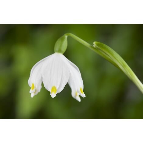 Frühlings-Knotenblume Leucojum vernum P 0,5 - Weiß