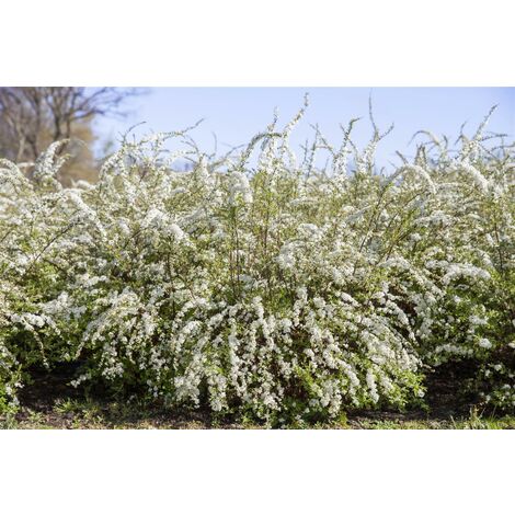 Frühlingsspiere Spiraea thunbergii 7,5 L 80- 100