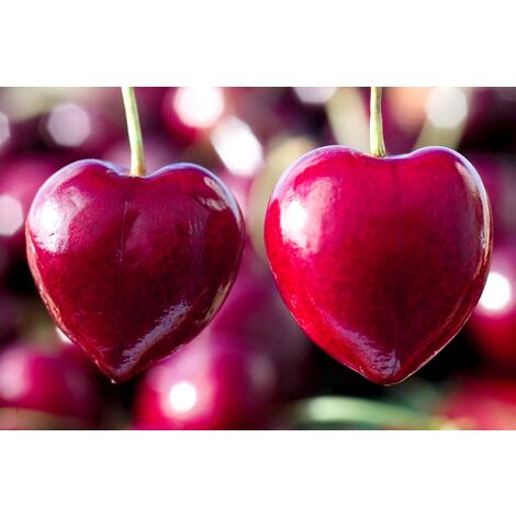 Frutal Cerezo Summit. Cereza Coraz�n