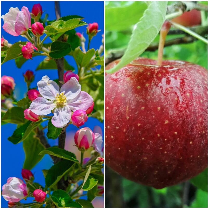 Planta Frutal Manzano Manzana Royal Gala. 80 - 100 Cm