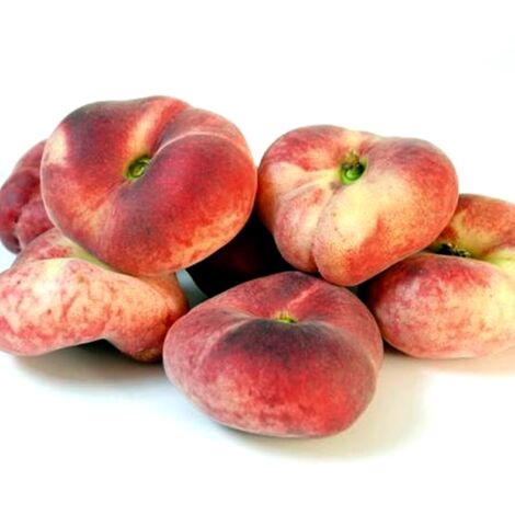Frutal Melocotón Paraguayo. 80 - 100 Cm