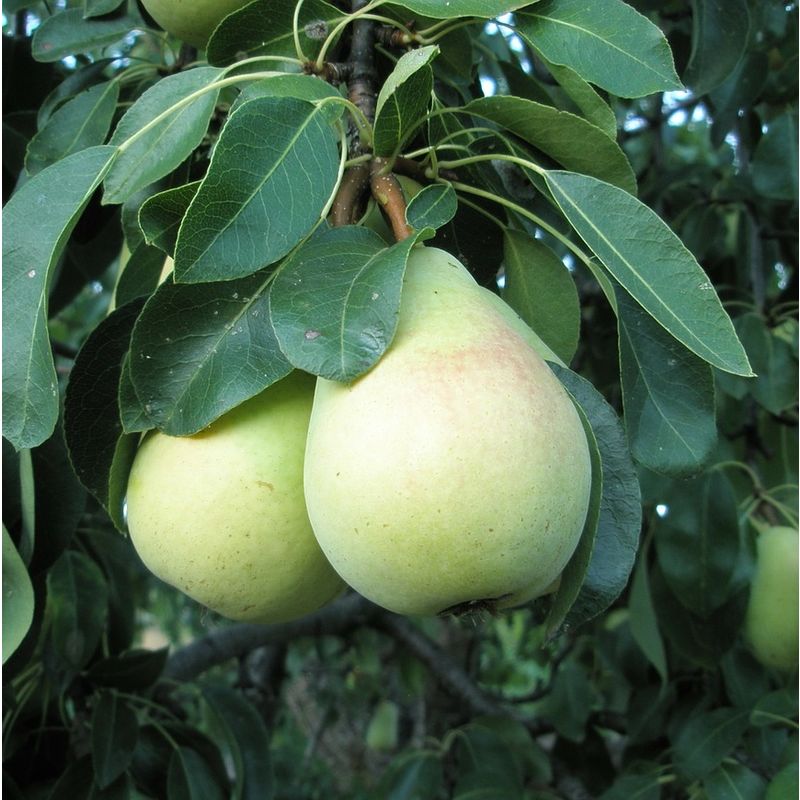 

Frutal Peral, Pera Blanca de Aranjuez.