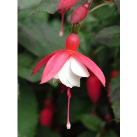 Fuchsia  'Alice Hoffman' Godet de 8/9 cm