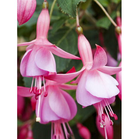 Fuchsia 'Beacon Rosa' Godet de 8/9 cm