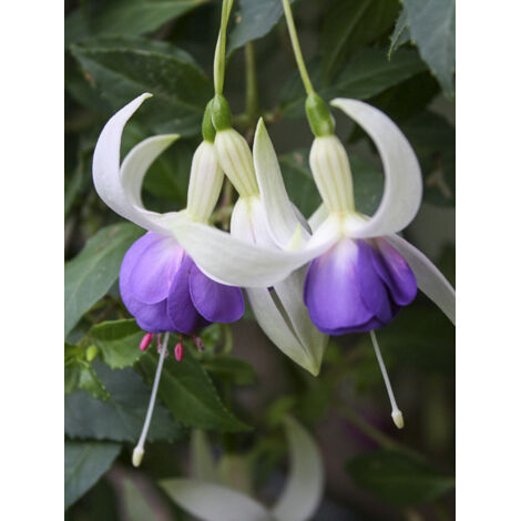 Fuchsia 'Blue Sarah' Pot de 2L/3L
