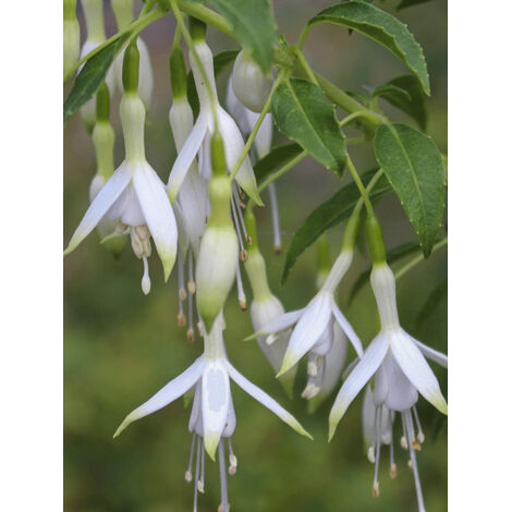 Fuchsia de Magellan 'Hawkshead' Pot de 2L/3L
