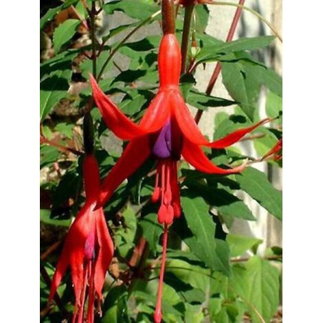 Fuchsia de Magellan 'Riccartonii' Pot de 2L/3L