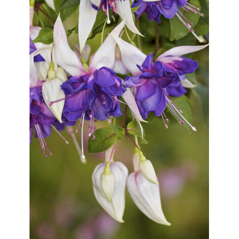 Fuchsia 'Deep Purple' Godet de 8/9 cm