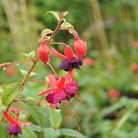 JAVOY PLANTES Fuchsia 'Lady Boothby®' 3L