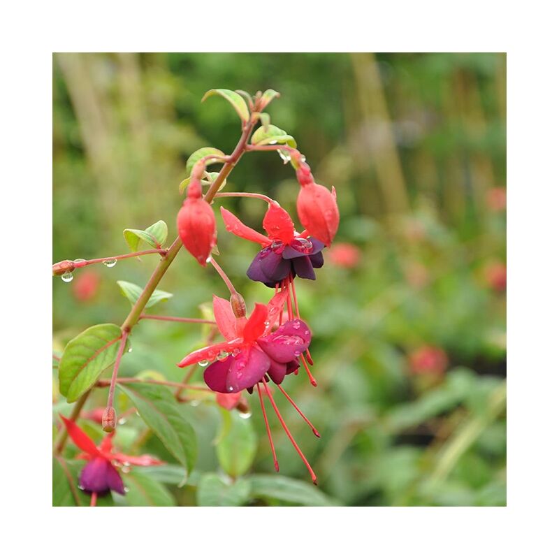 Fuchsia 'Lady Boothby®' 3L