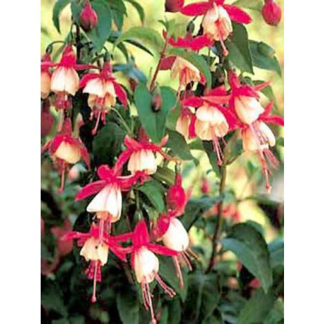 Fuchsia  'Madame Cornelissen' Godet de 7/8 cm