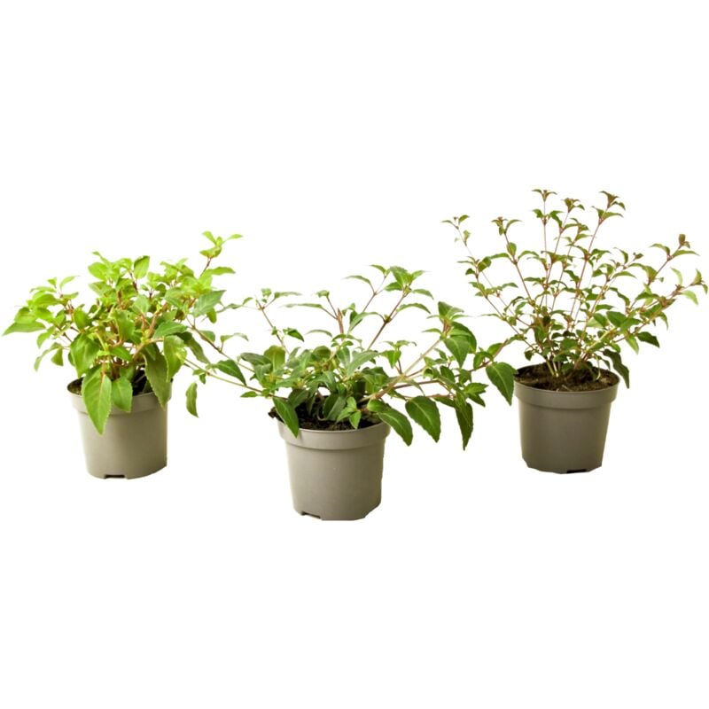 Plant In A Box - Fuchsia - Mélange de 3 - Sarah, Thumb, Ricartonnii - Pot 9cm - Hauteur 10-20cm - Rose