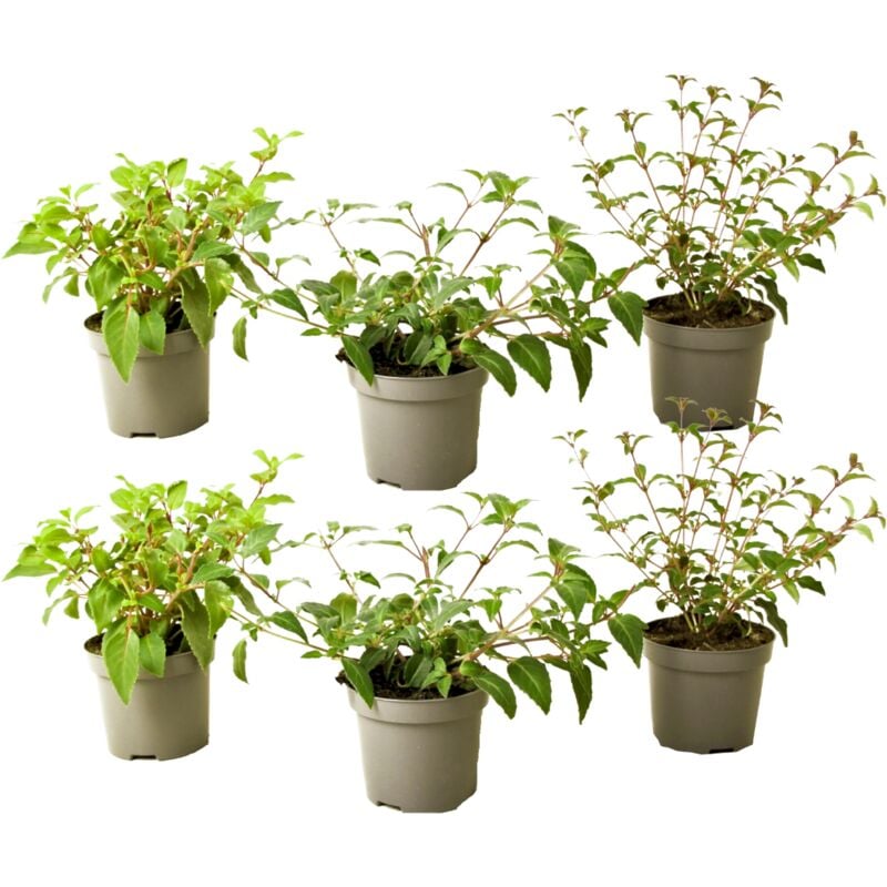 Plant In A Box - Fuchsia - Mélange de 6 - Sarah, Thumb, Ricartonnii - Pot 9cm - Hauteur 10-20cm - Rose