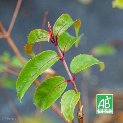 Fuchsia 'Regal' BIO (Fuchsia x regia 'Regal')