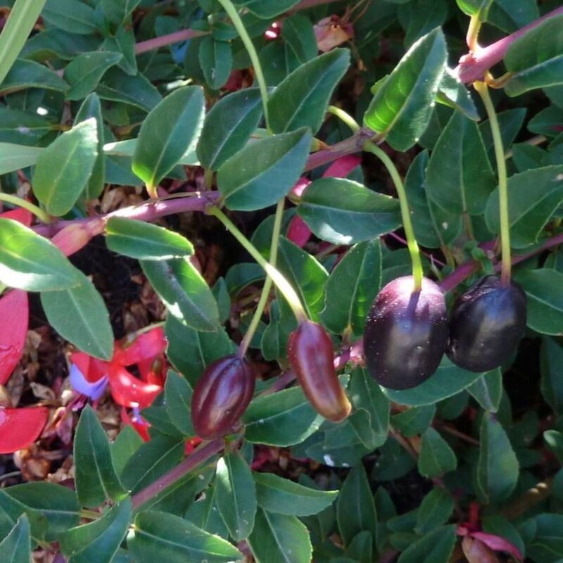 Fuchsia regia 'Reitzii'/Pot de 3 l - Rouge