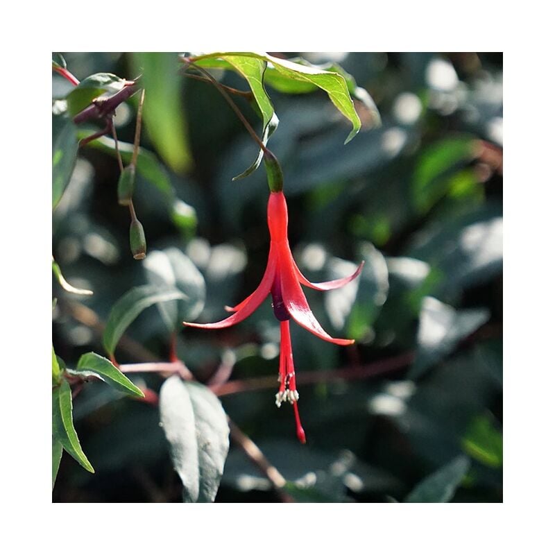 Javoy Plantes - Fuchsia Royal comestible 'Reitzii' - fuchsia regia 3L