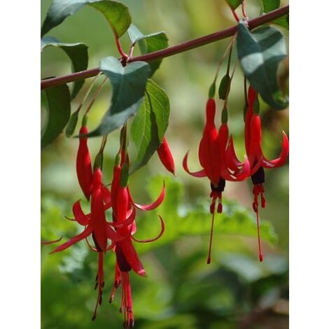 Fuchsia royal Godet de 7/8 cm