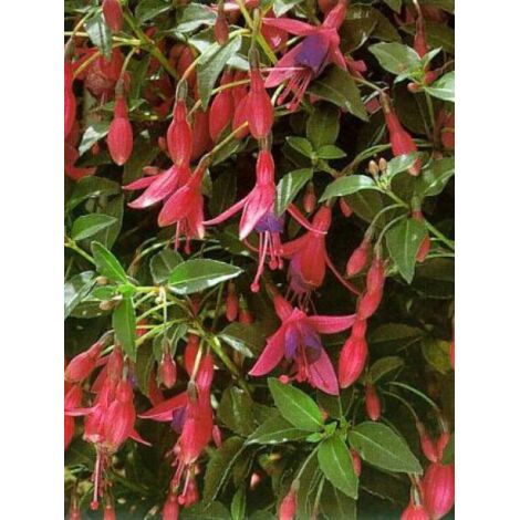 Fuchsia  'Tom Thumb' Godet de 8/9 cm