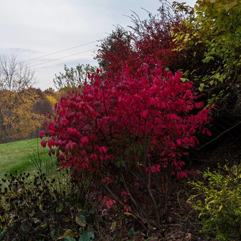 Fusain ailé compact – Arbuste caduc 1m de hauteur – Feuillage dense vert foncé – Couleurs automnales rouge cramoisi à rose vif