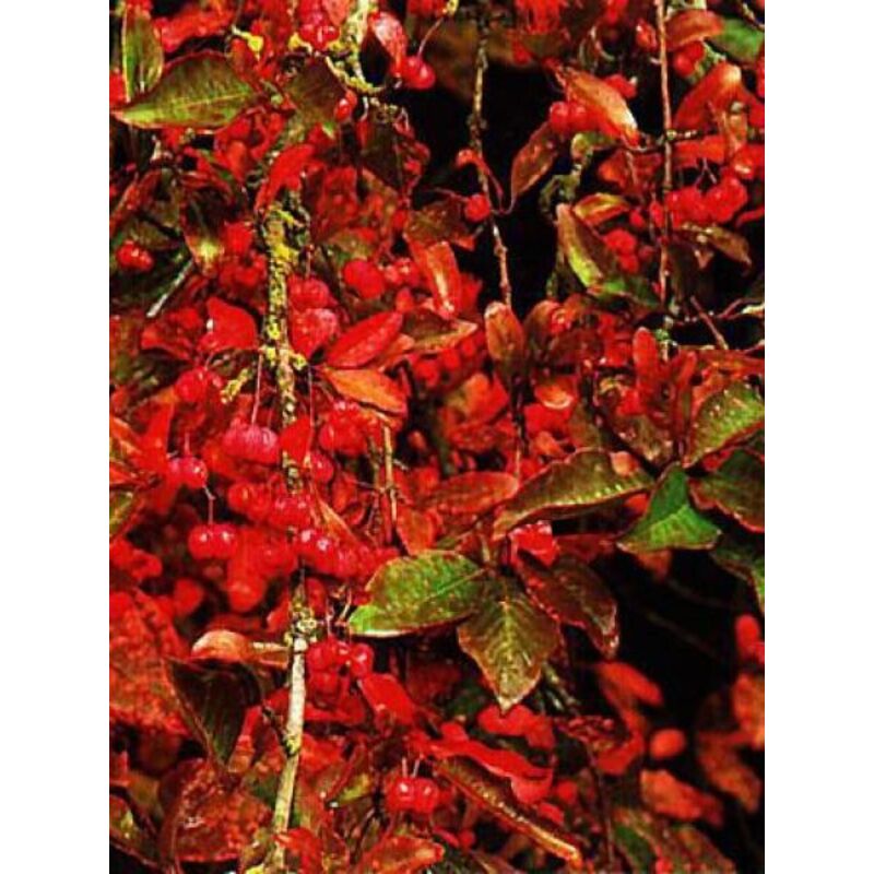 Fusain d'Europe 'Red Cascade' Pot de 2L/3L