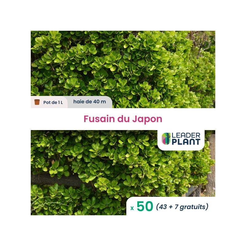 50 x Fusain du Japon en pot de 1 l
