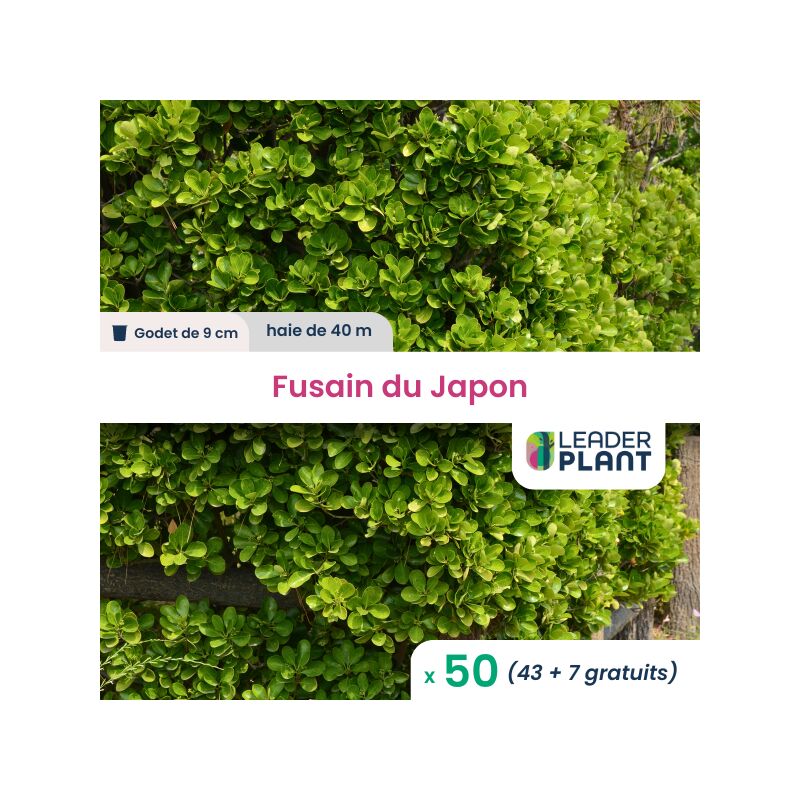 50 x Fusain du Japon en godet