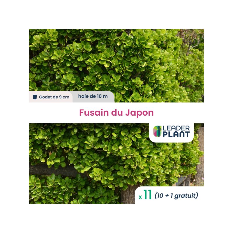 11 x Fusain du Japon en godet