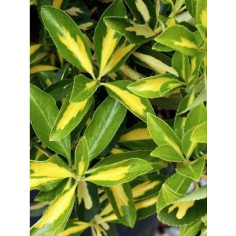Fusain du Japon 'Aureus' Pot de 7,5L/10L