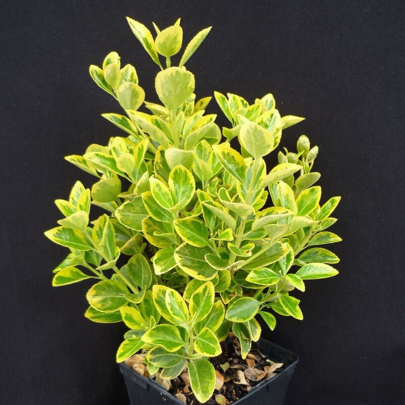 Fusain du Japon Aureomarginatus/Pot de 7,5L