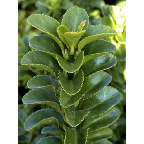 Fusain du Japon 'Jean Hugues' Pot de 2L/3L