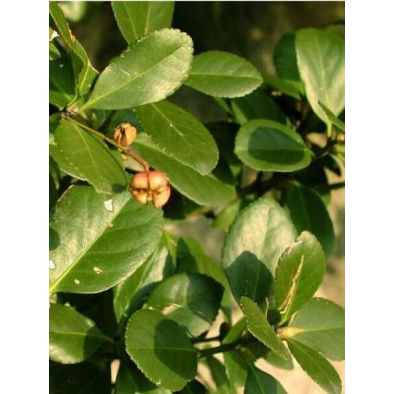 Fusain du Japon Pot de 7,5L/10L