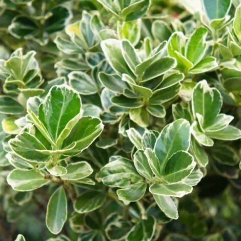 Fusain du Japon 'President Gauthier' (Euonymus Japonicus)