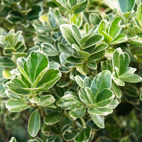 Fusain du Japon Président Gauthier - Euonymus japonicus president gauthier 30cm