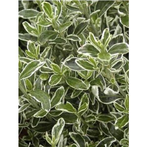 Fusain du Japon 'Suzanne' Pot de 2L/3L