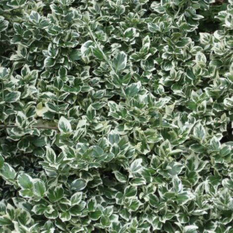 Fusain Emerald 'Gaiety' (Euonymus Fortunei 'Gaeity') - Godet - Taille 13/25cm