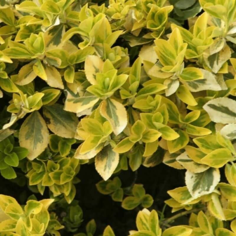 Pepinières Naudet - Fusain Emerald 'Gold' (Euonymus Fortunei 'Gold') - Godet - Taille 13/25cm