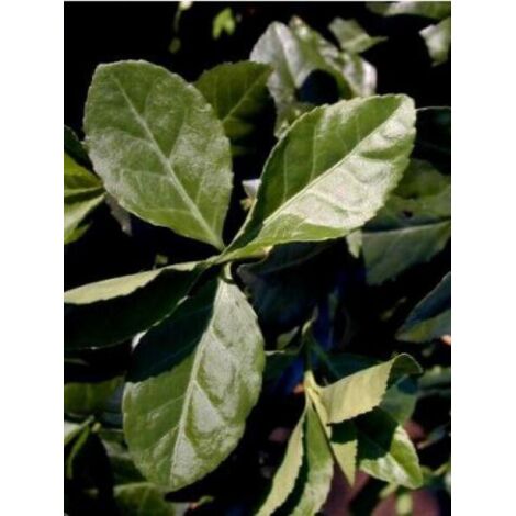 Fusain persistant 'Dart's Blanket' Godet de 8/9 cm