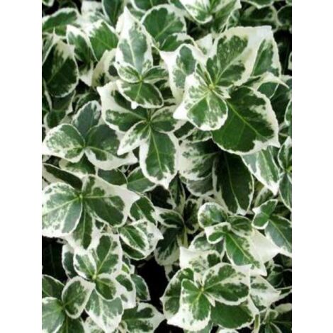 Fusain persistant 'Emerald Gaiety' Godet de 8/9 cm