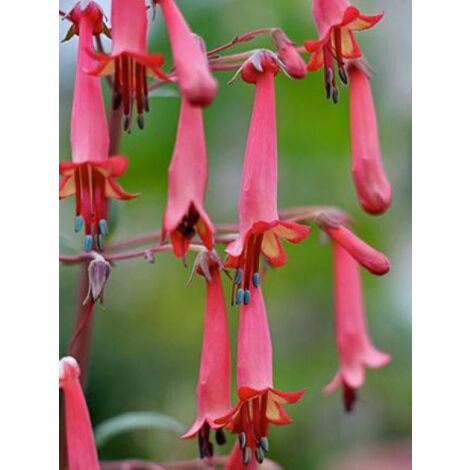 Fuschia du Cap 'African Queen' Godet de 8/9 cm