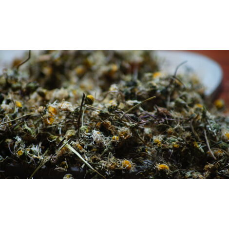 Gänseblümchenblume Bellis Perennis 100 g