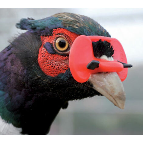Gafas antipicaje - Evita el picaje y el canibalismo en gallinas y faisanes jóvenes (Bolsa de 100 unidades) - Tamaño pequeño (32 mm)