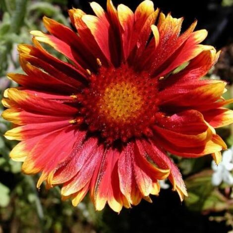Gaillarde Kobold/Godet - 5/20 cm