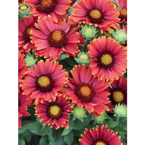 Gaillarde vivace 'Arizona Red' Pot de 2L/3L