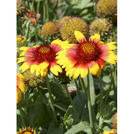 Gaillarde vivace 'Mesa Bright Color' Pot de 2L/3L