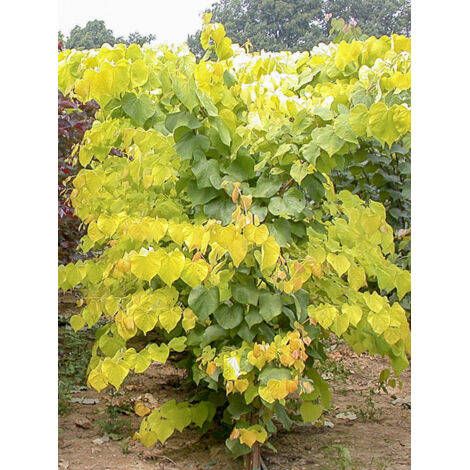 Gainier du Canada 'Hearts of Gold' Pot de 7,5L/10L