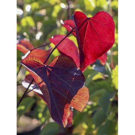 Gainier du Canada 'Red Force ' Pot de 7,5L/10L