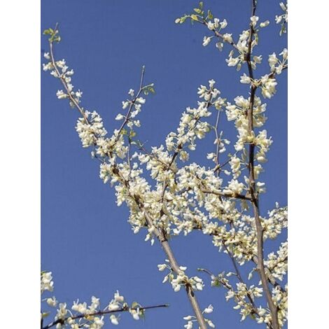 Gainier du Canada 'Royal White' Pot de 12L/15L