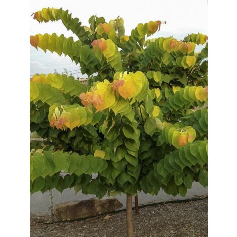 Gainier du Canada 'The Rising Sun' Pot de 6L/7L