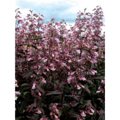 Galane 'Dark Towers' Godet de 8/9 cm