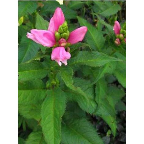 Galane de Lyon 'Hot Lips' Godet de 8/9 cm